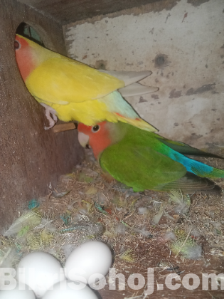 পাখি